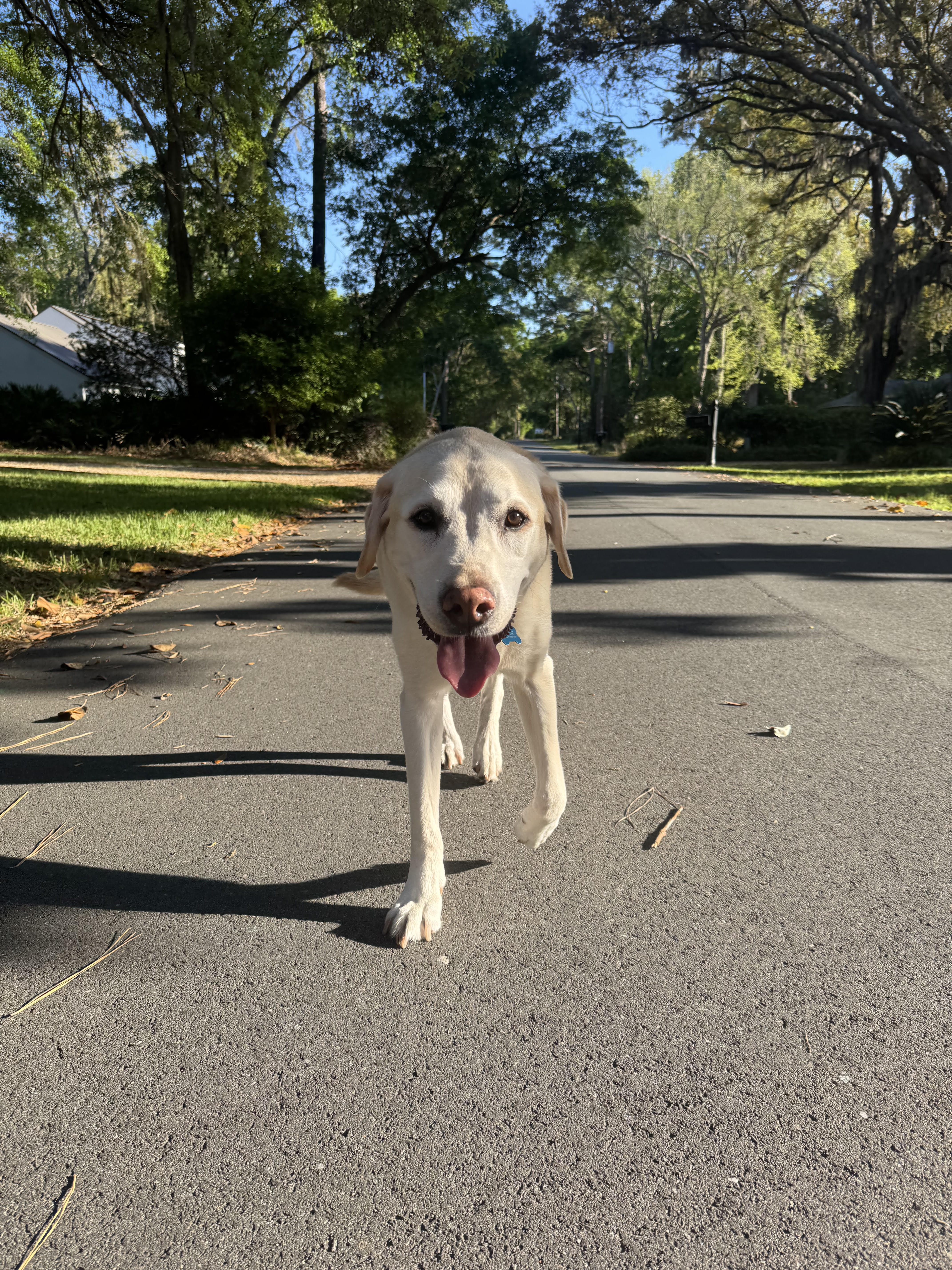 Dobby walking down a tree-lined path